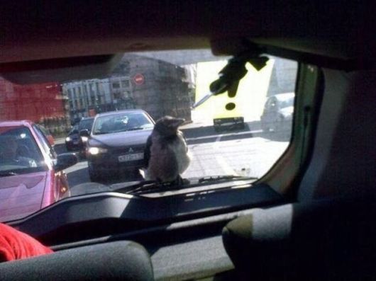 A Crazy Collection Of OMG Pictures