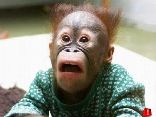 A Crazy Collection Of OMG Pictures