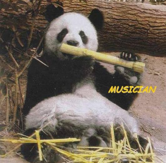 Animals And Their Funny Roles