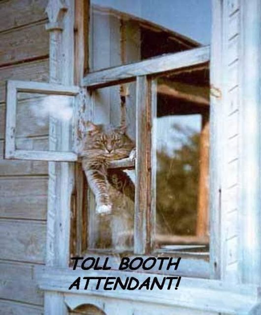 Animals And Their Funny Roles