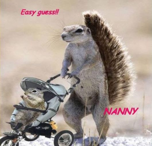 Animals And Their Funny Roles