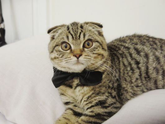 Adorable Animals In Ties And Bows 
