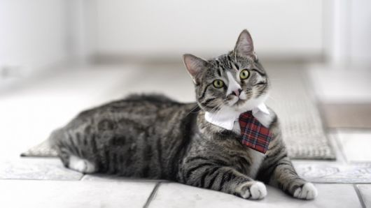 Adorable Animals In Ties And Bows 
