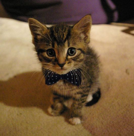Adorable Animals In Ties And Bows 