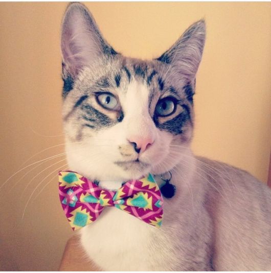 Adorable Animals In Ties And Bows 