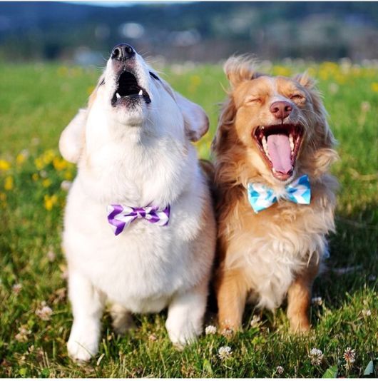 Adorable Animals In Ties And Bows 