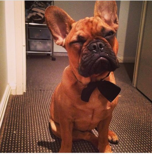 Adorable Animals In Ties And Bows 
