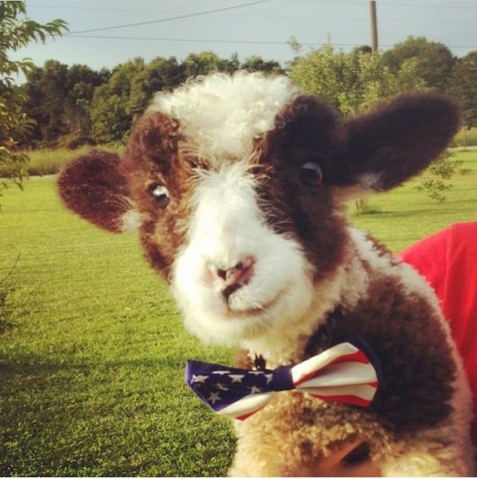 Adorable Animals In Ties And Bows 