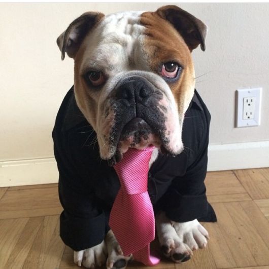 Adorable Animals In Ties And Bows 