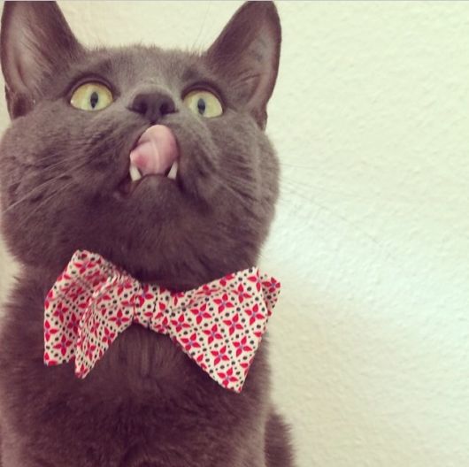 Adorable Animals In Ties And Bows 