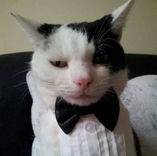 Adorable Animals In Ties And Bows 