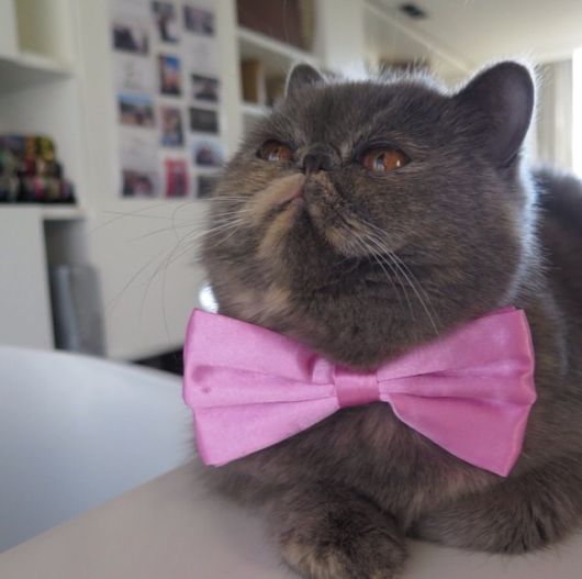 Adorable Animals In Ties And Bows 
