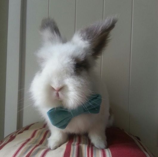 Adorable Animals In Ties And Bows 