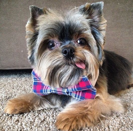 Adorable Animals In Ties And Bows 