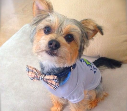 Adorable Animals In Ties And Bows 