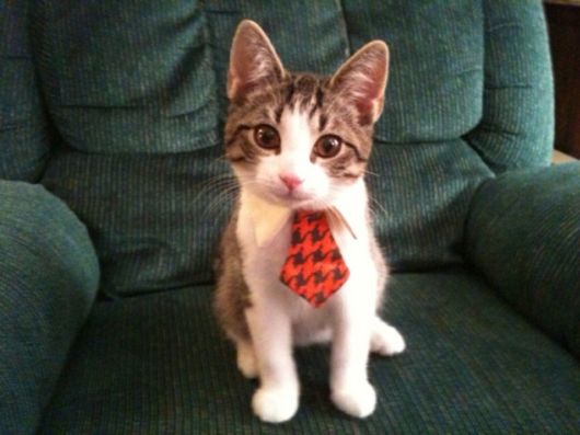 Adorable Animals In Ties And Bows 