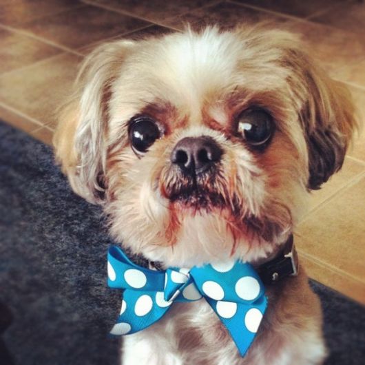 Adorable Animals In Ties And Bows 