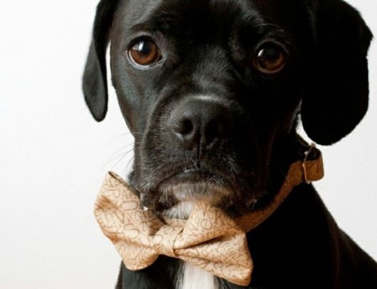 Adorable Animals In Ties And Bows 