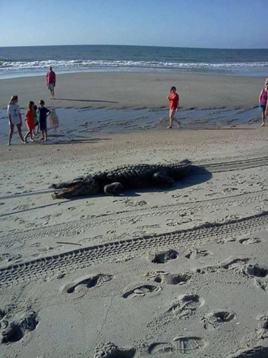 Cool Pic Dump Of The Week