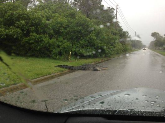 Cool Pic Dump Of The Week