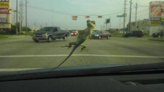 Coolest Pic Dump Of The Week