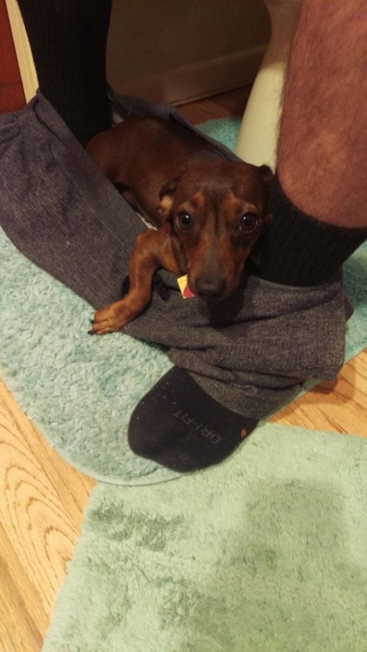 Some Dogs Who Never Understand The Meaning Of Personal Space