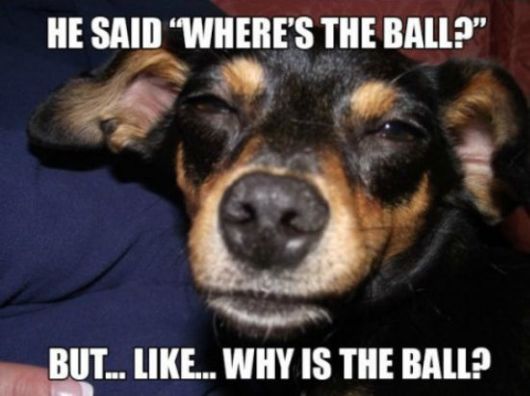 These Dogs Are Like High As Kites