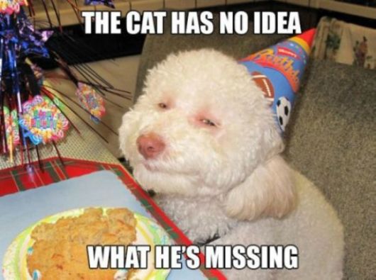 These Dogs Are Like High As Kites