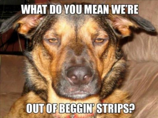 These Dogs Are Like High As Kites