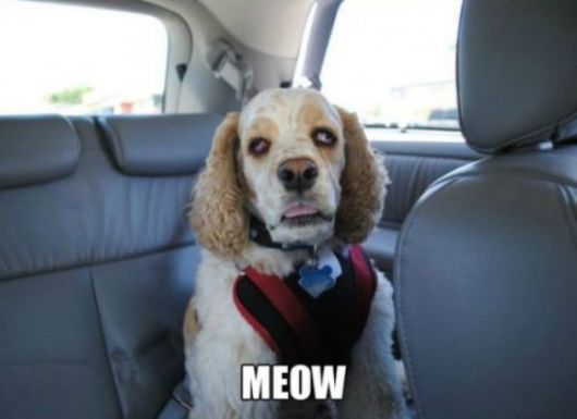 These Dogs Are Like High As Kites