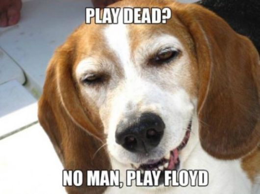 These Dogs Are Like High As Kites