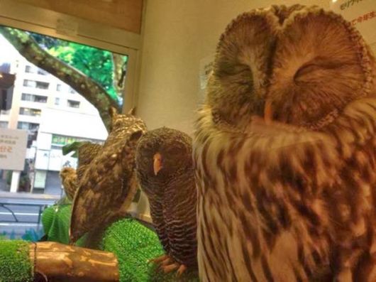 Amazing Owl Cafe In Japan | Funzug.com