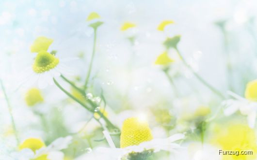 Click to Enlarge - Beautiful Spring Wallpapers