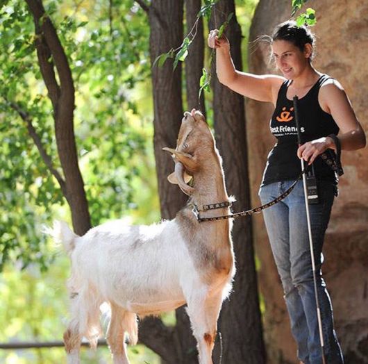 Unusual Friendships Between Human And Animals