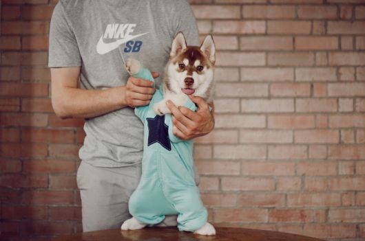 Huskies Have Mastered The Art Of Dressing Up