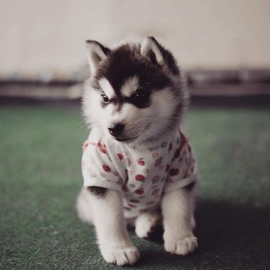 Huskies Have Mastered The Art Of Dressing Up