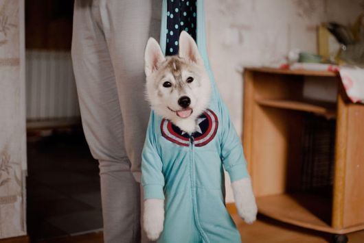 Huskies Have Mastered The Art Of Dressing Up