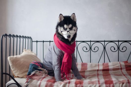 Huskies Have Mastered The Art Of Dressing Up
