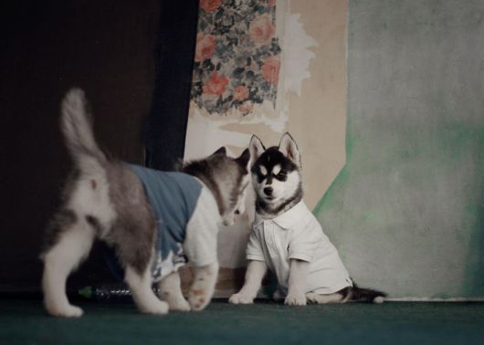 Huskies Have Mastered The Art Of Dressing Up