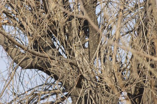 Stunning Examples Of Owl Camouflage
