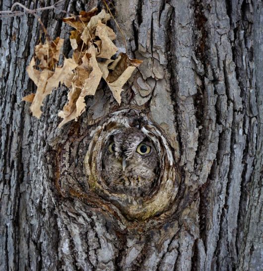 Stunning Examples Of Owl Camouflage