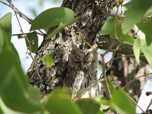 Stunning Examples Of Owl Camouflage