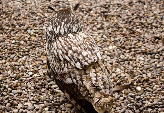 Stunning Examples Of Owl Camouflage